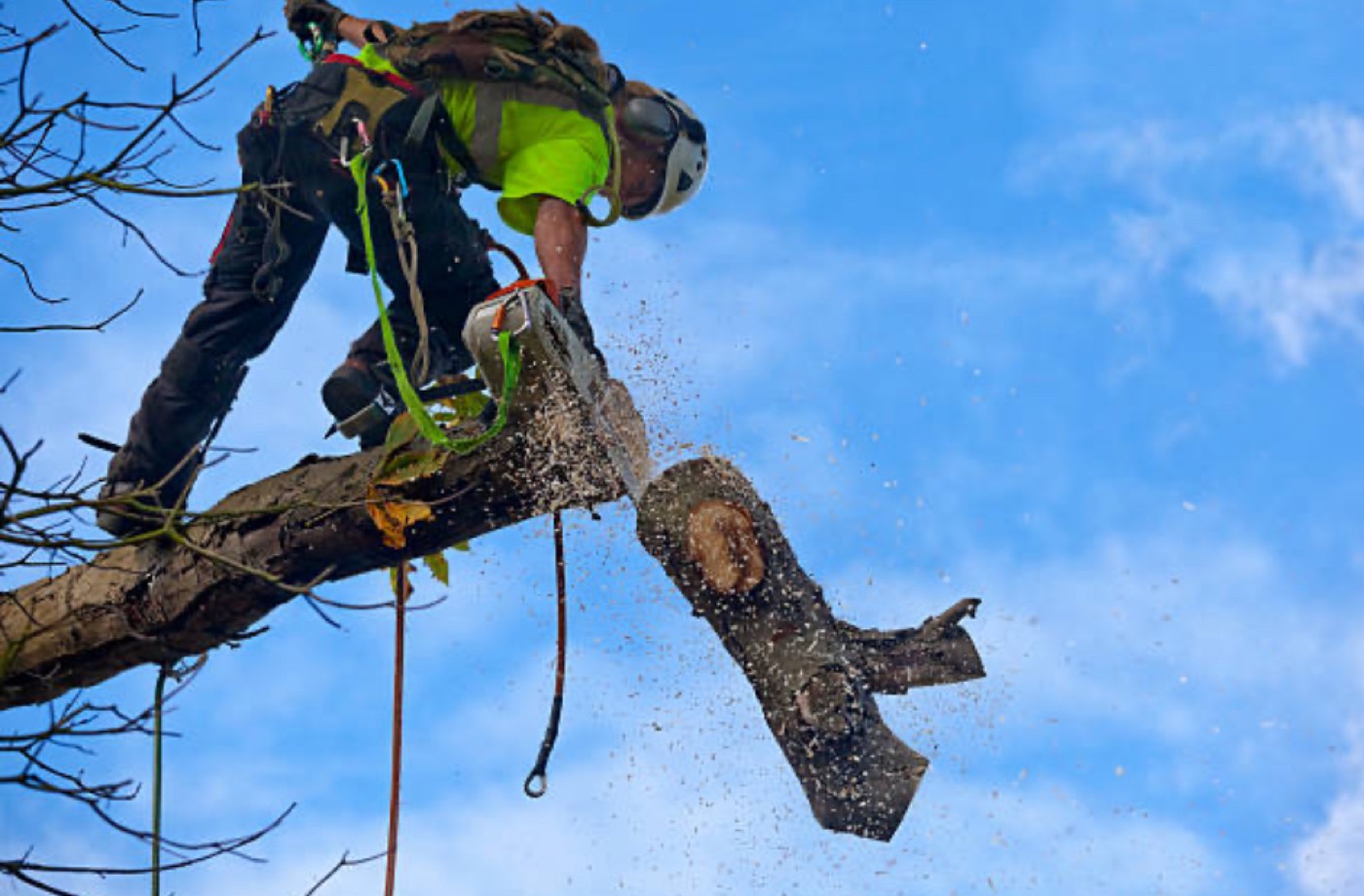 Branch Out crew member operating elevated tree service equipment