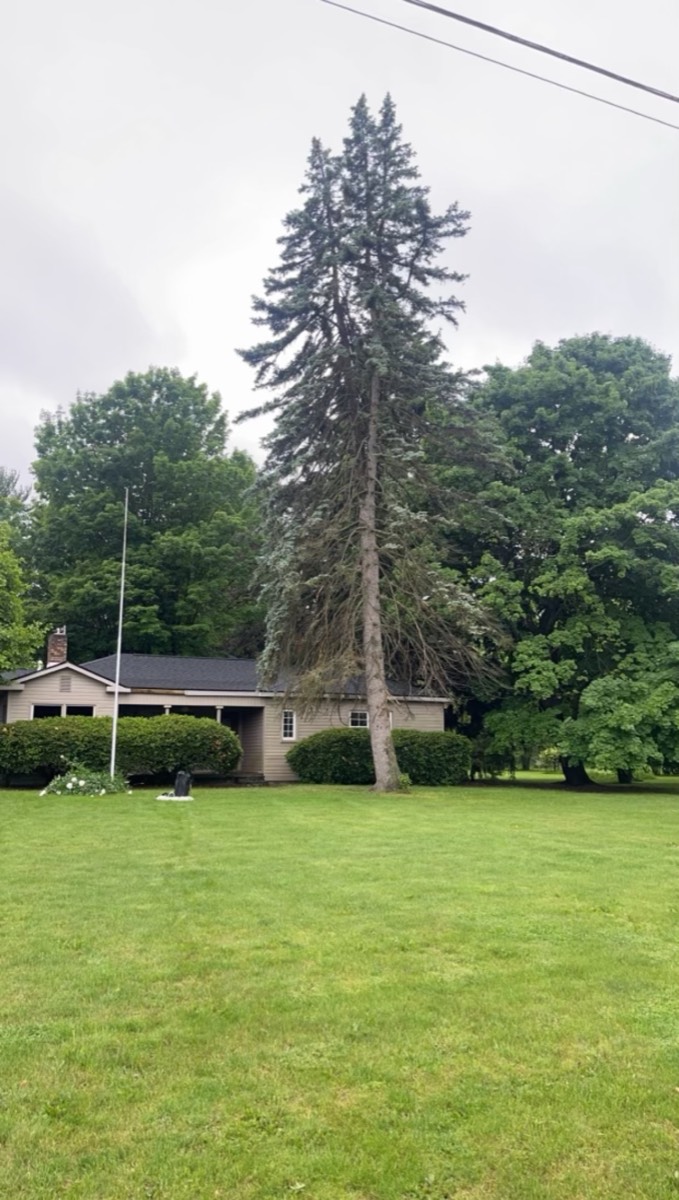 Tree canopy trimmed for balanced growth