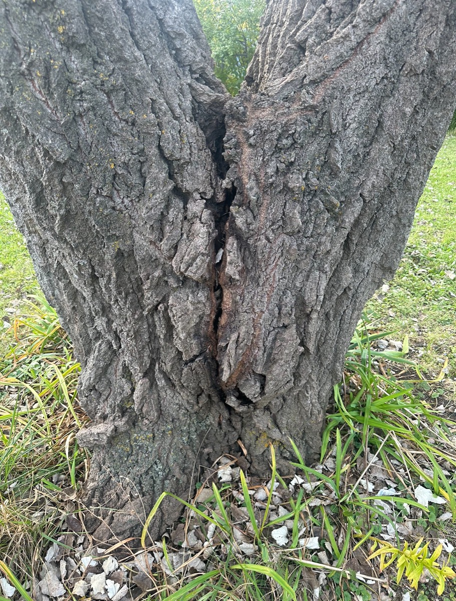 Emergency tree hazard removed from driveway